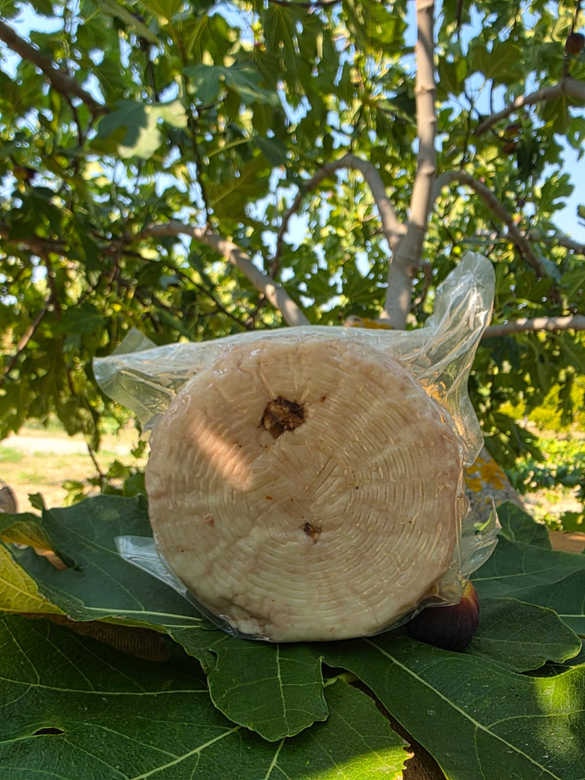 Pecorino Crotonese alle noci - immagine 2