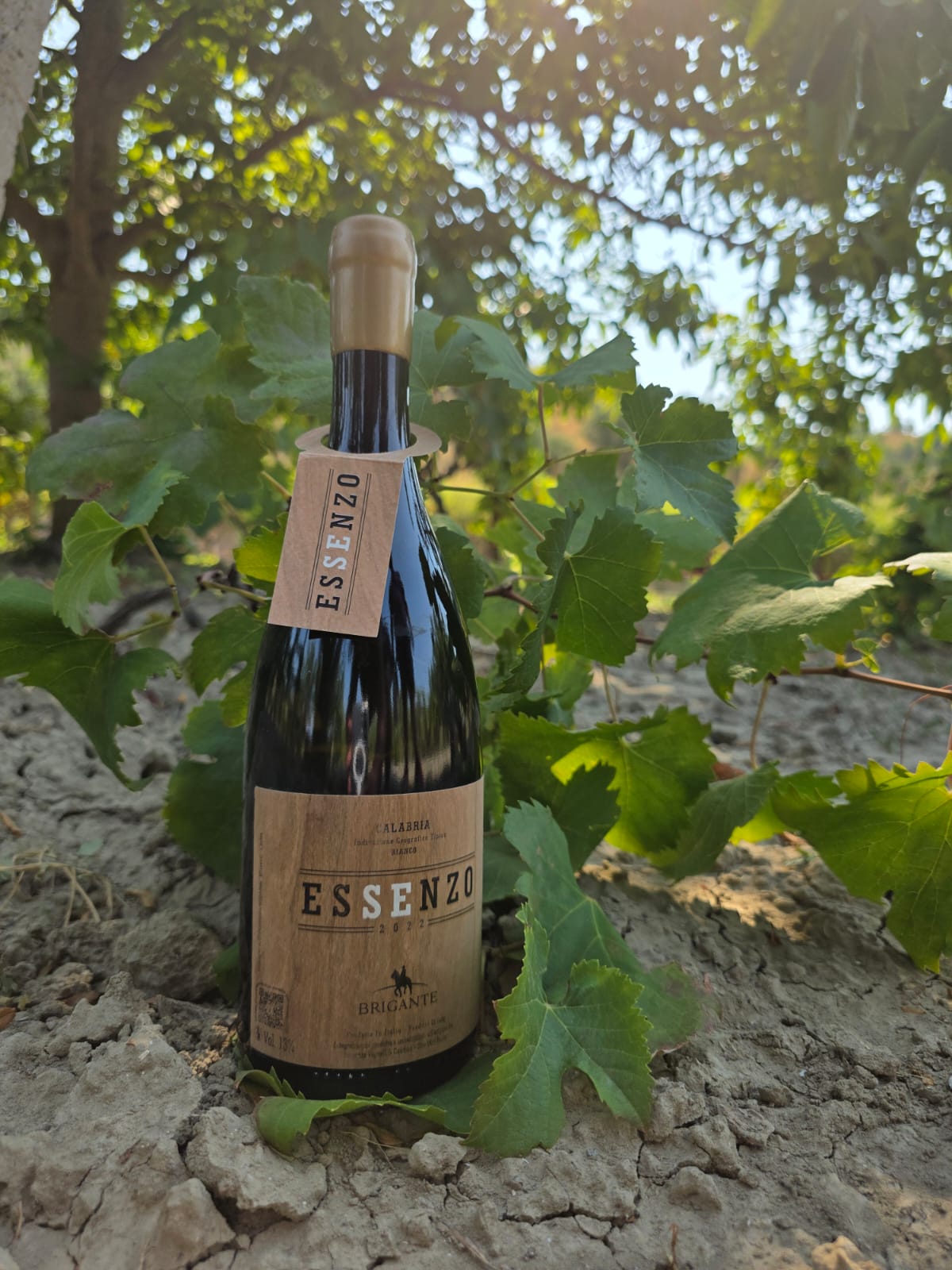 VINO ESSENZO - immagine 4