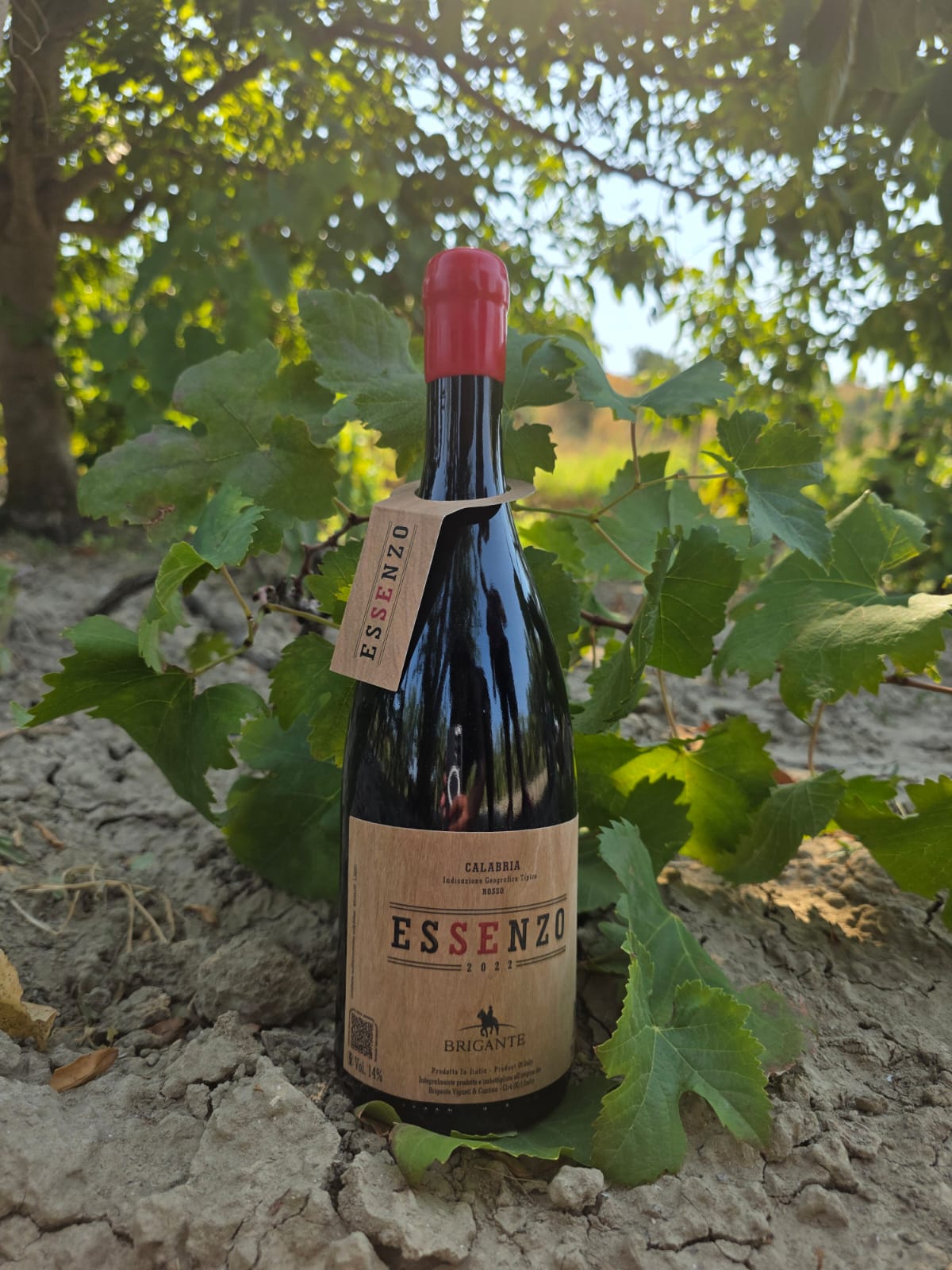 VINO ESSENZO - immagine 3
