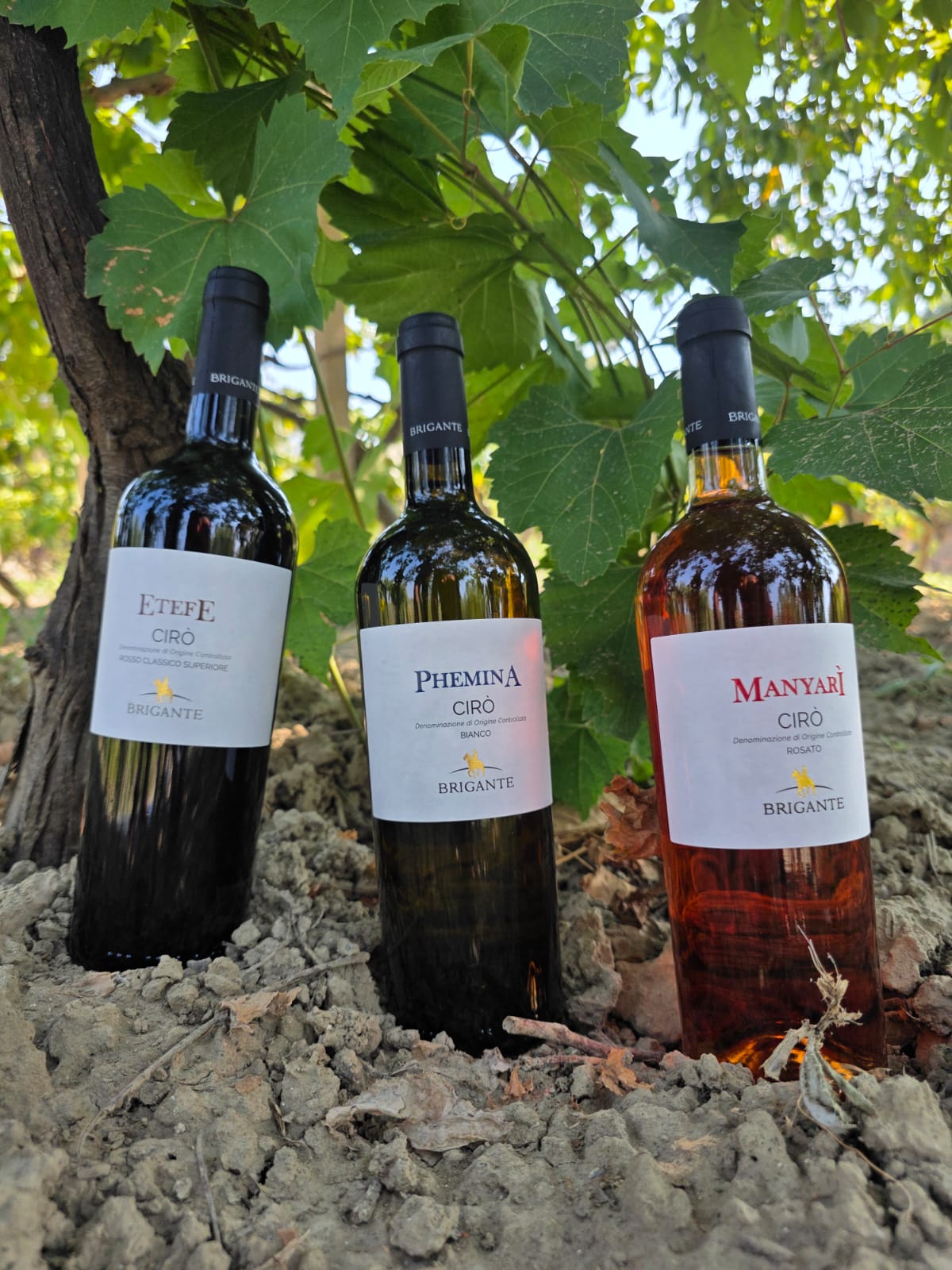 VINO BIANCO "PHEMINA" - immagine 3