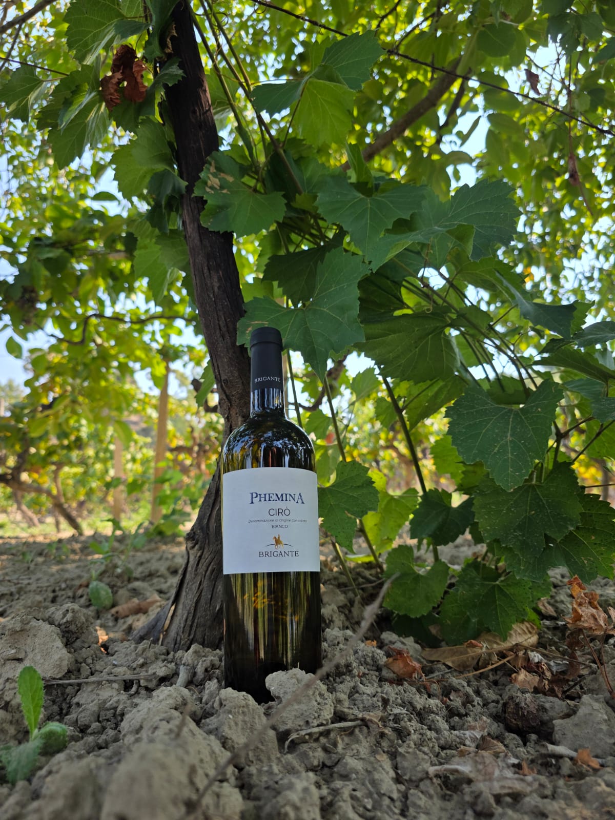 VINO BIANCO "PHEMINA" - immagine 2